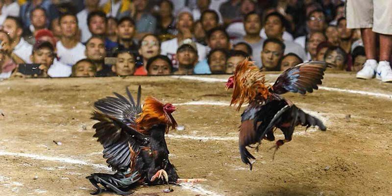 Luật chơi cơ bản đá gà Thomo cho người mới